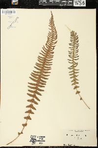 Blechnum australe image