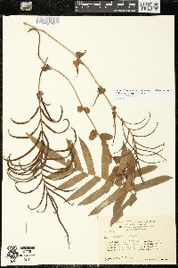 Image of Parablechnum novae-zelandiae