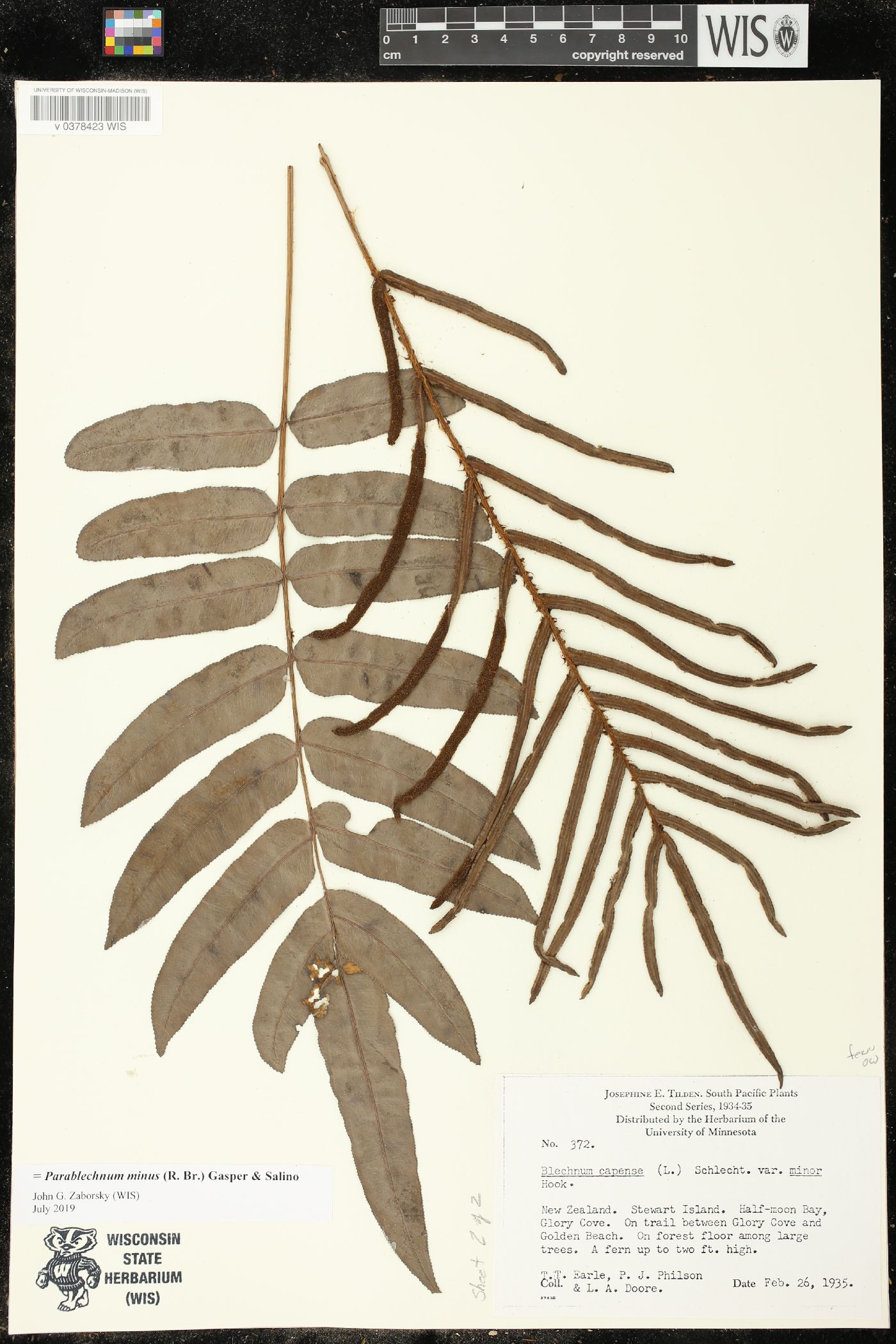 Parablechnum minus image