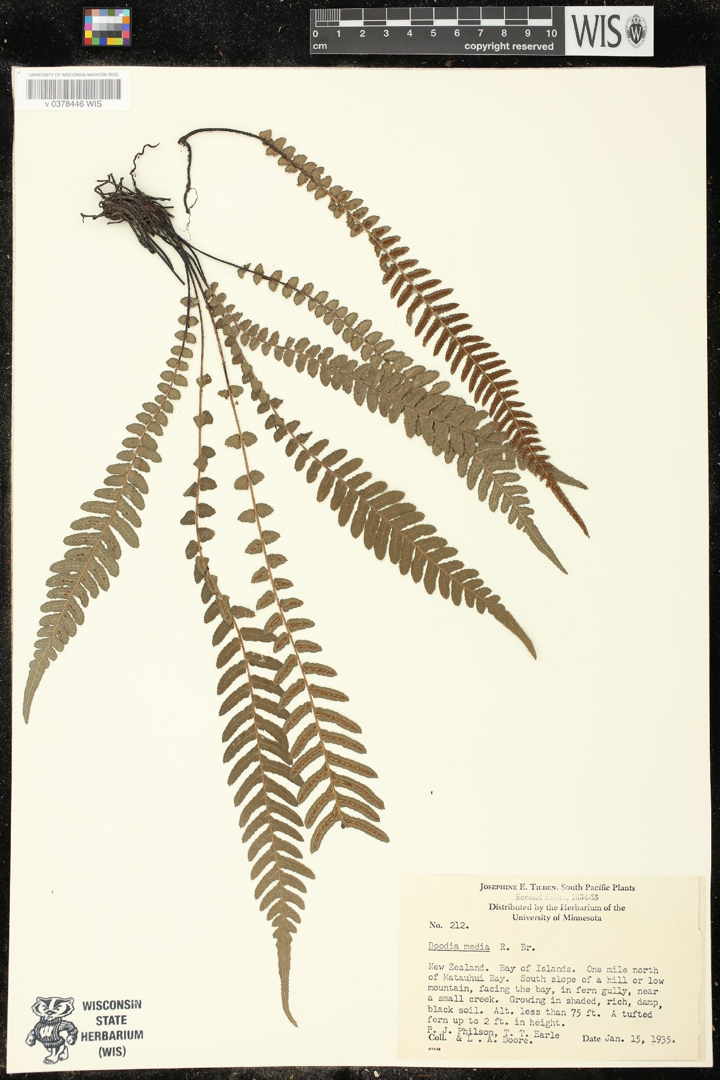 Blechnum medium image