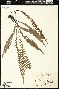 Blechnum medium image