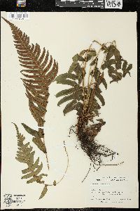 Blechnum occidentale image