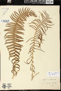 Blechnum punctulatum image