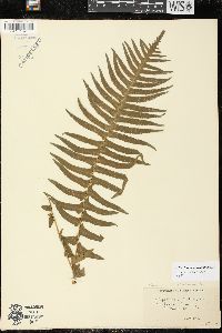 Blechnum punctulatum image