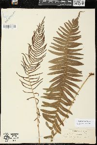 Blechnum punctulatum image