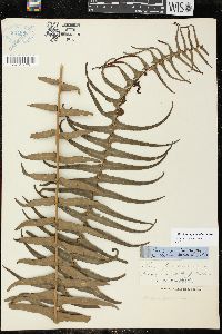 Blechnum punctulatum image