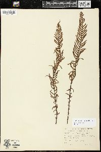 Struthiopteris spicant image