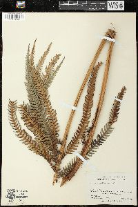 Sadleria cyatheoides image