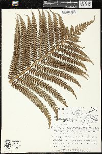Sadleria pallida image