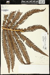 Sadleria souleyetiana image