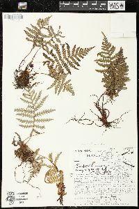 Sadleria squarrosa image