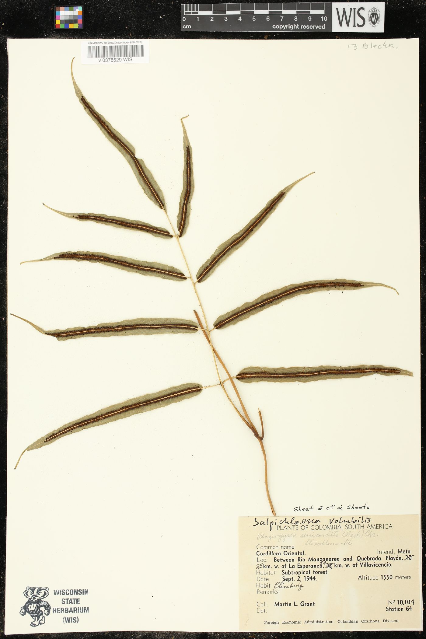 Salpichlaena volubilis image