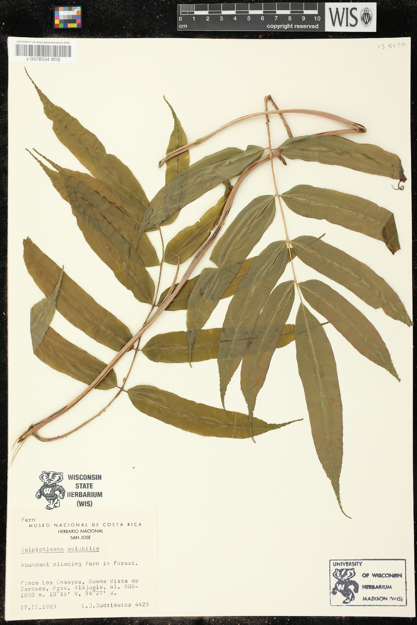 Salpichlaena volubilis image