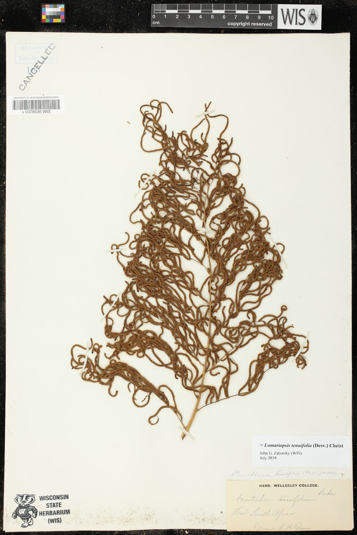 Lomariopsis tenuifolia image