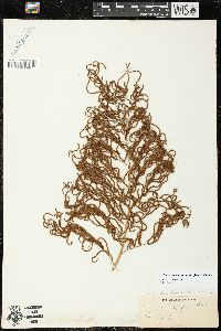 Image of Lomariopsis tenuifolia