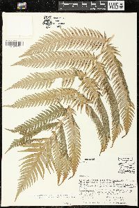 Woodwardia spinulosa image