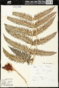 Woodwardia spinulosa image