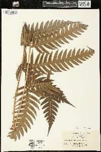 Woodwardia unigemmata image