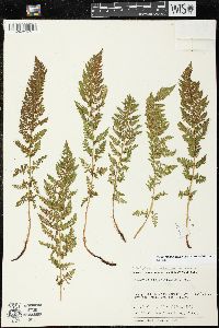 Athyrium americanum image