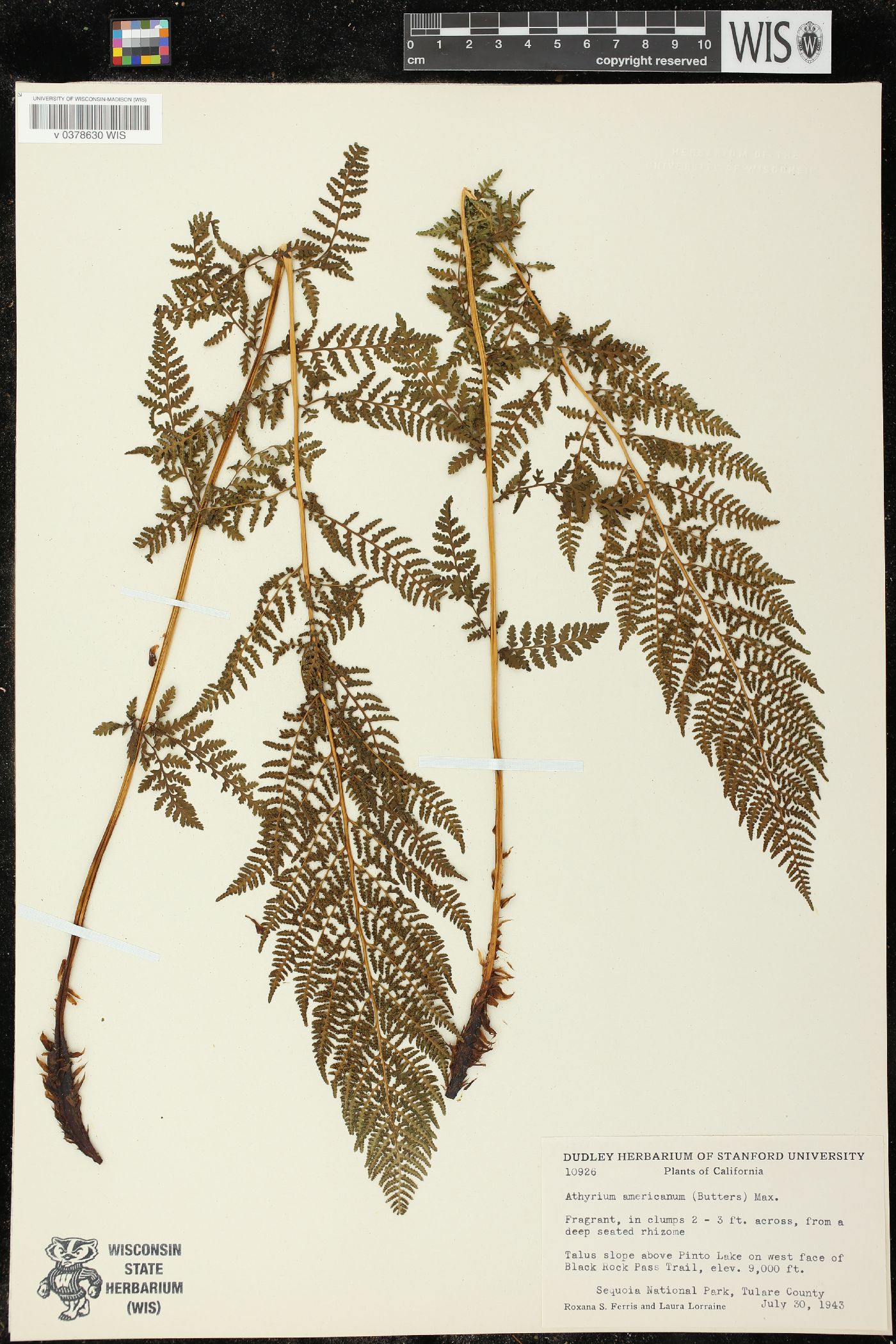 Athyrium americanum image