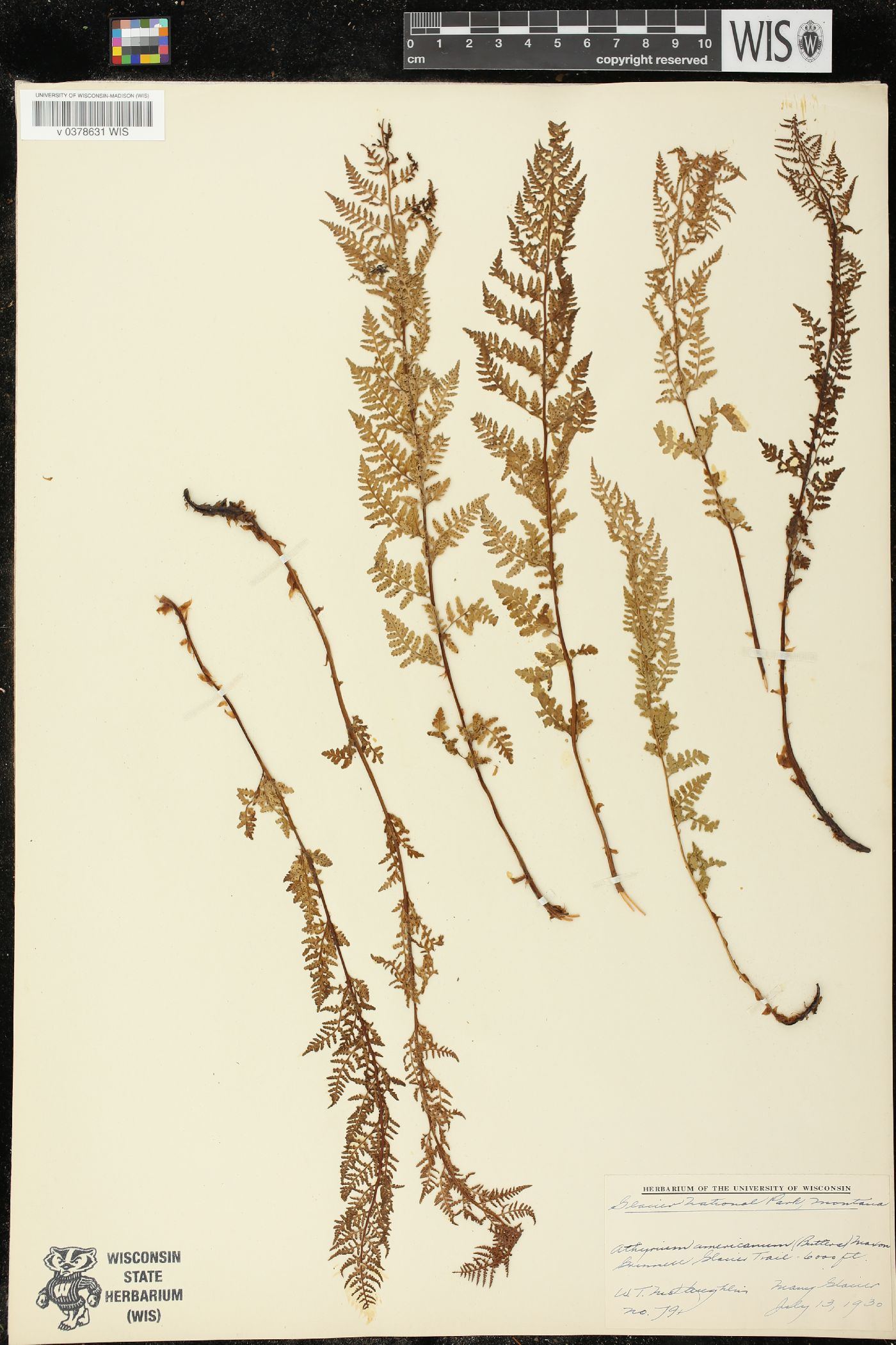 Athyrium americanum image