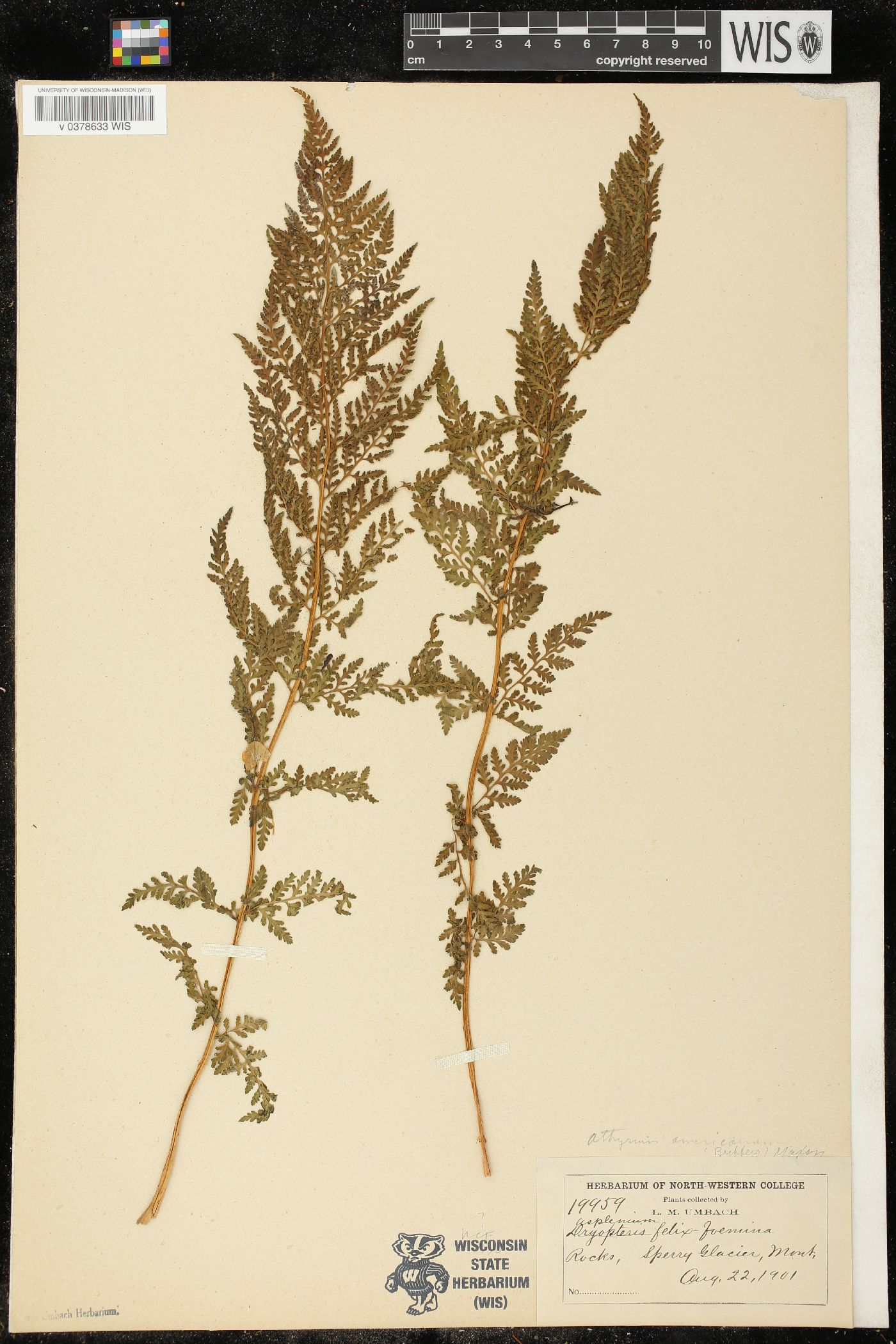 Athyrium americanum image