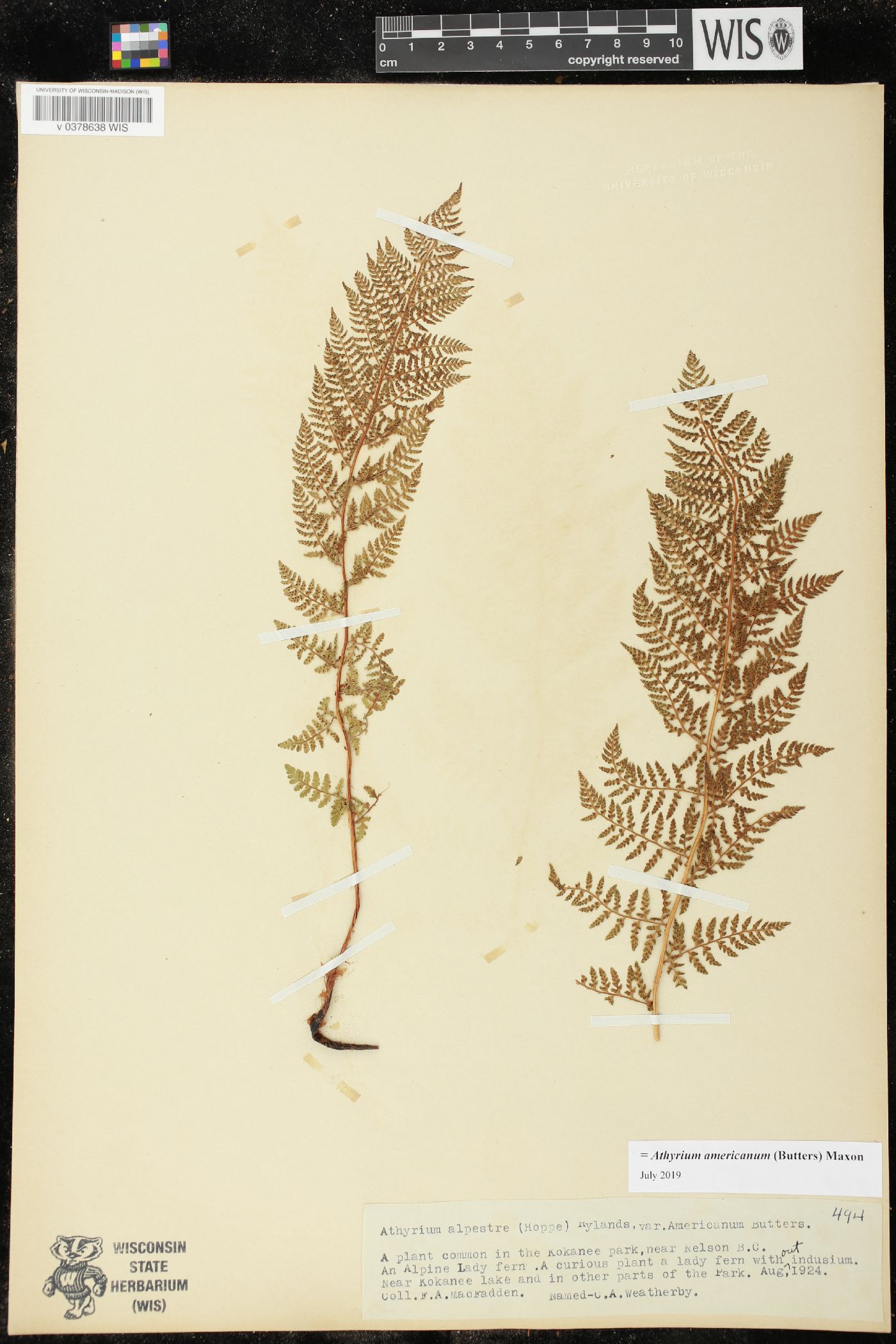 Athyrium americanum image