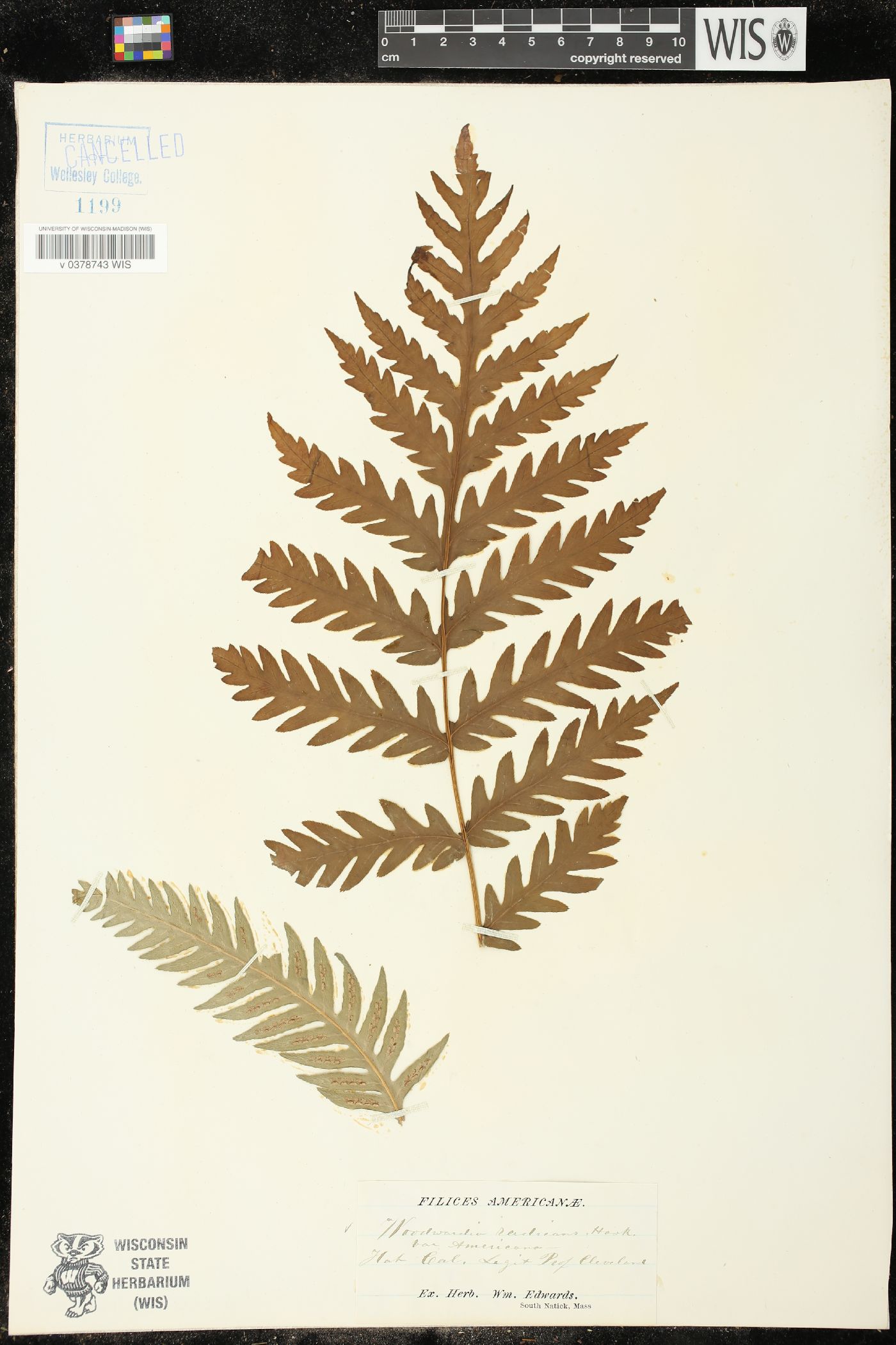 Woodwardia radicans var. americana image