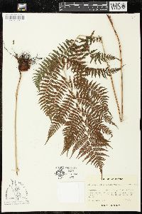 Athyrium filix-femina var. asplenioides image