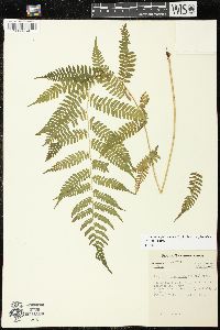 Athyrium filix-femina var. asplenioides image