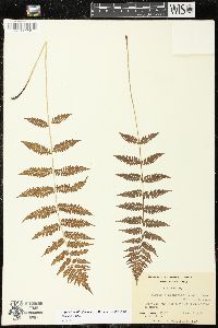 Athyrium filix-femina var. asplenioides image