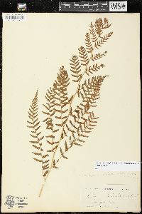 Athyrium filix-femina var. asplenioides image