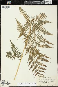 Athyrium filix-femina var. asplenioides image