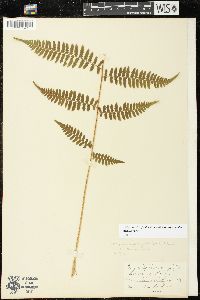 Athyrium filix-femina var. asplenioides image