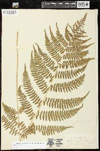 Athyrium filix-femina var. asplenioides image