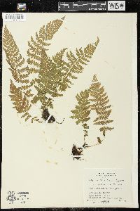 Athyrium asplenioides var. californicum image