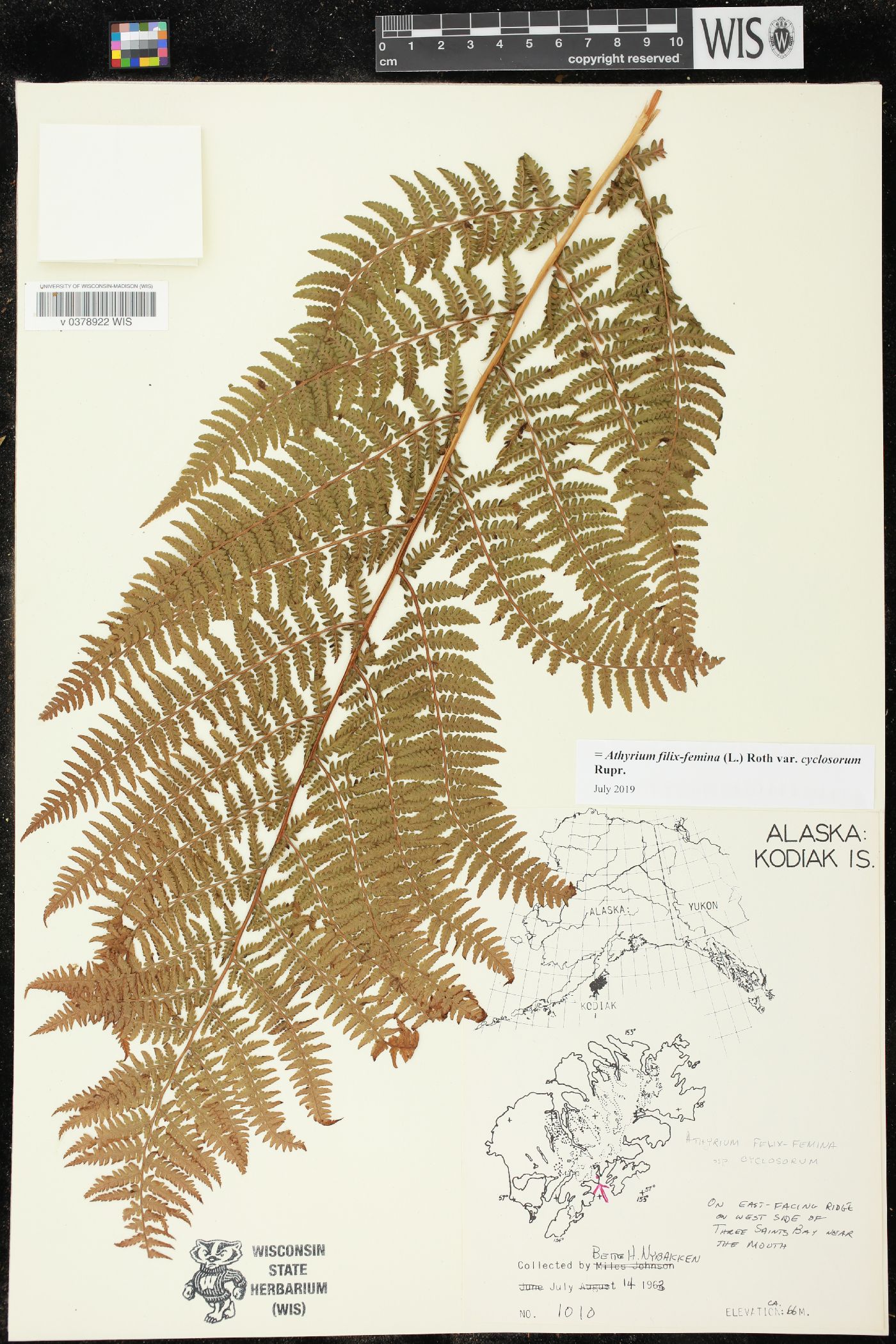 Athyrium asplenioides var. cyclosorum image