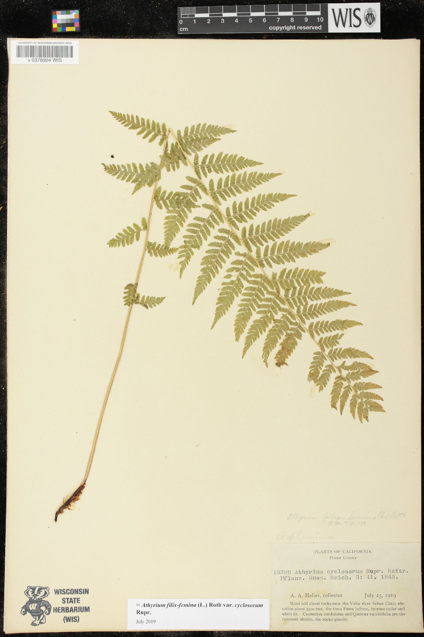 Athyrium asplenioides var. cyclosorum image