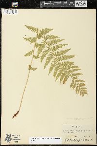 Athyrium asplenioides var. cyclosorum image