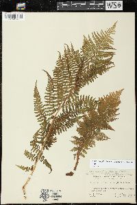 Athyrium asplenioides var. cyclosorum image