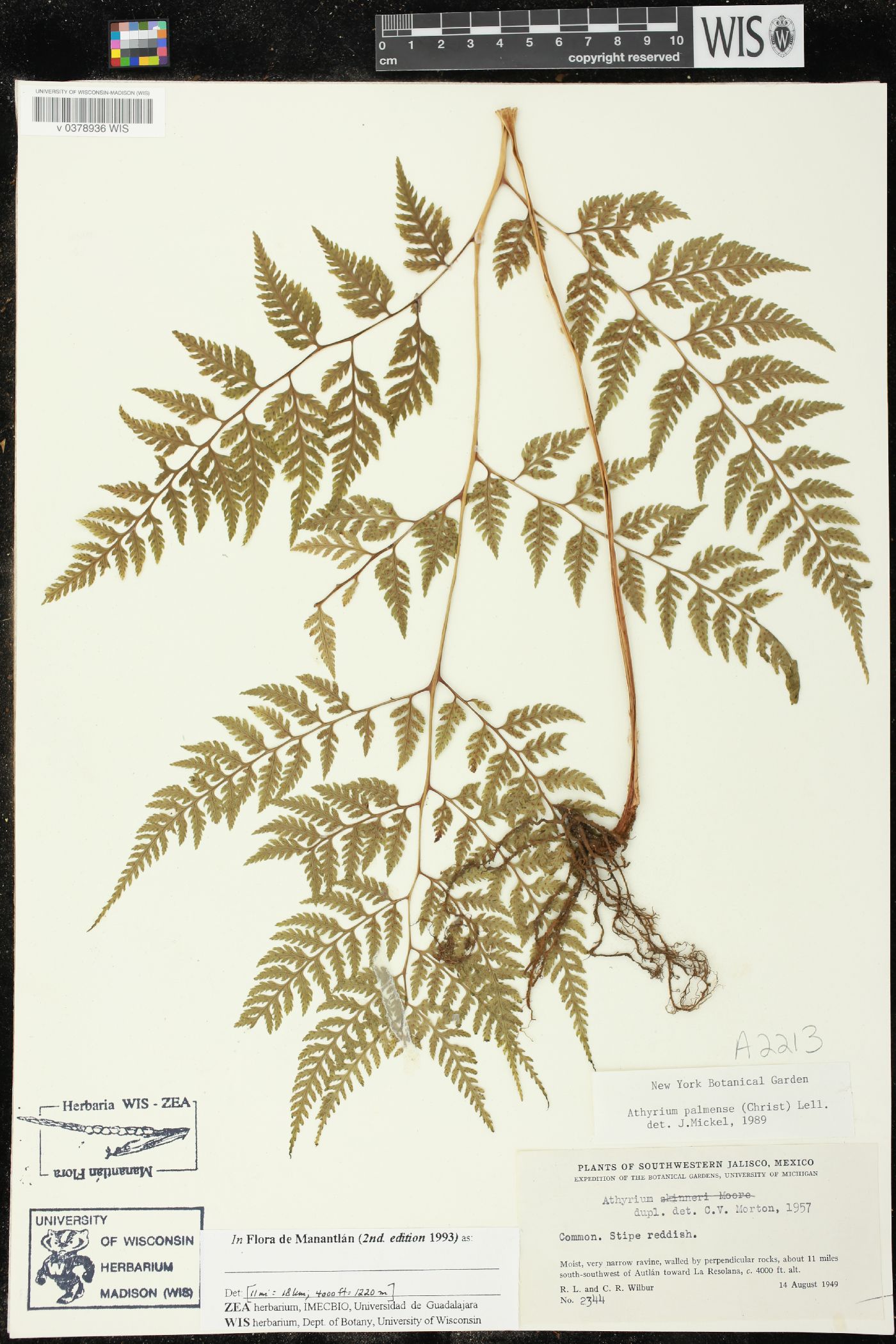 Athyrium palmense image