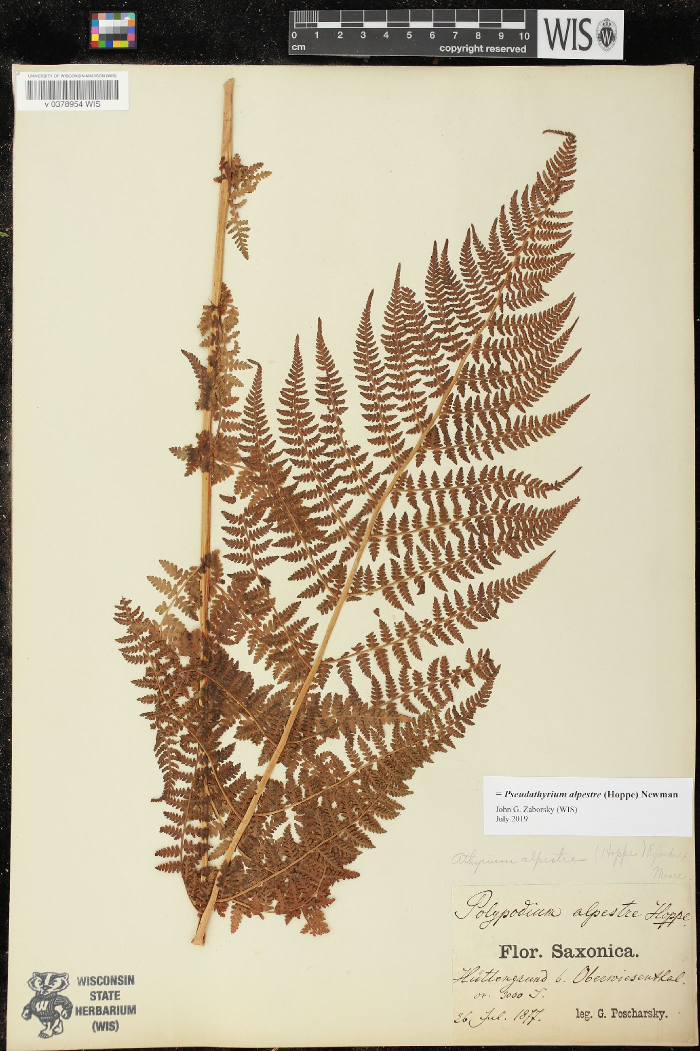 Pseudathyrium alpestre image
