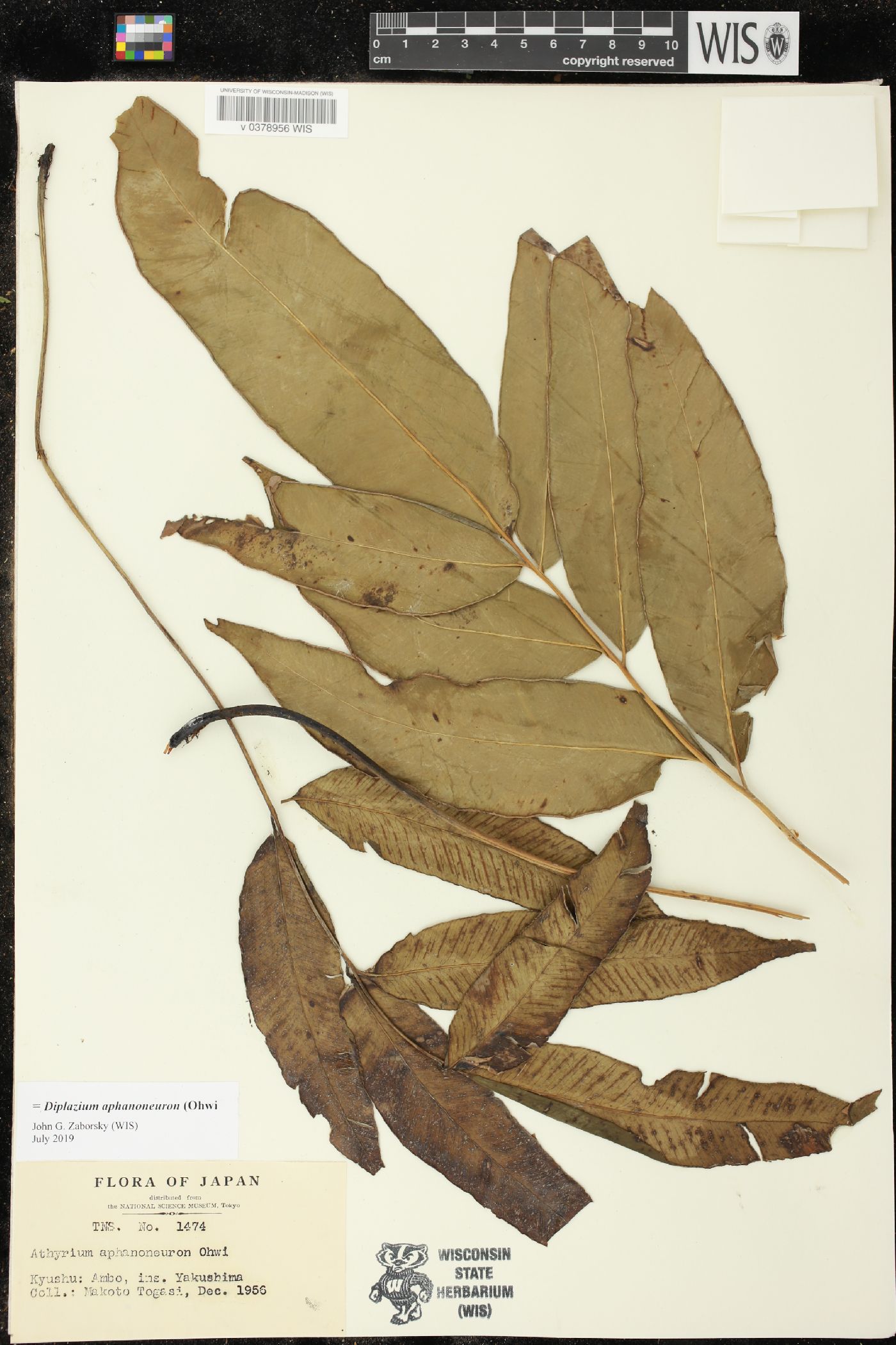 Diplazium aphanoneuron image