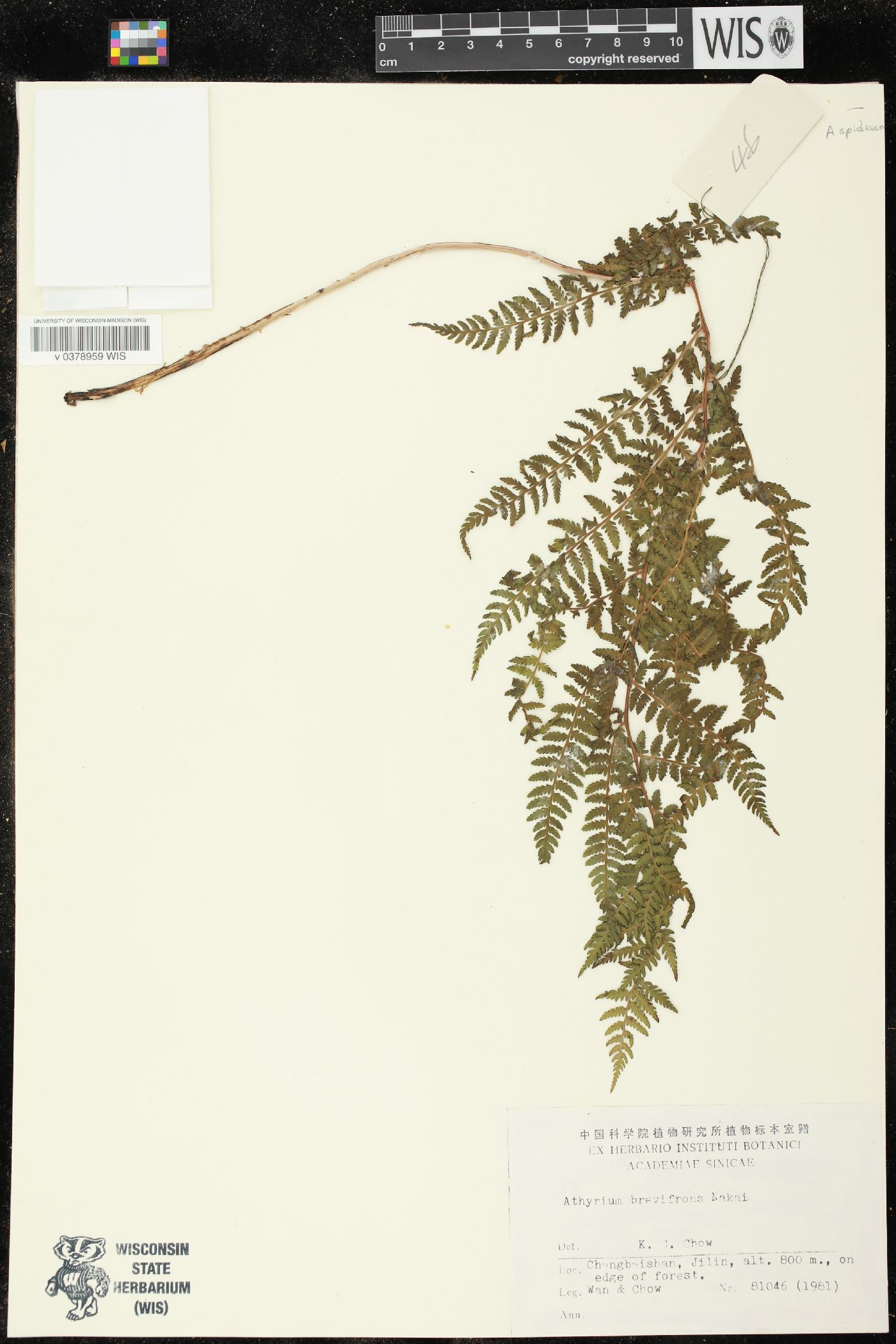 Athyrium brevifrons image