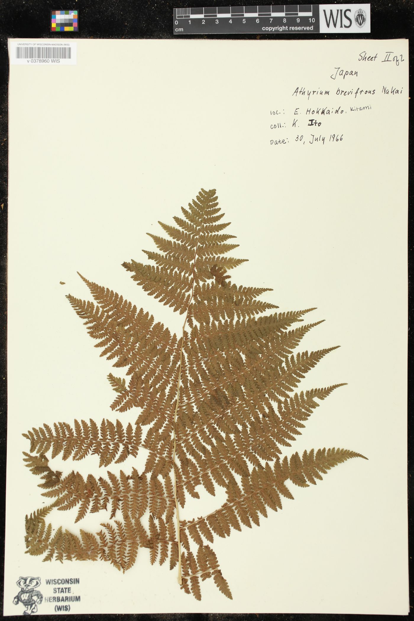 Athyrium brevifrons image