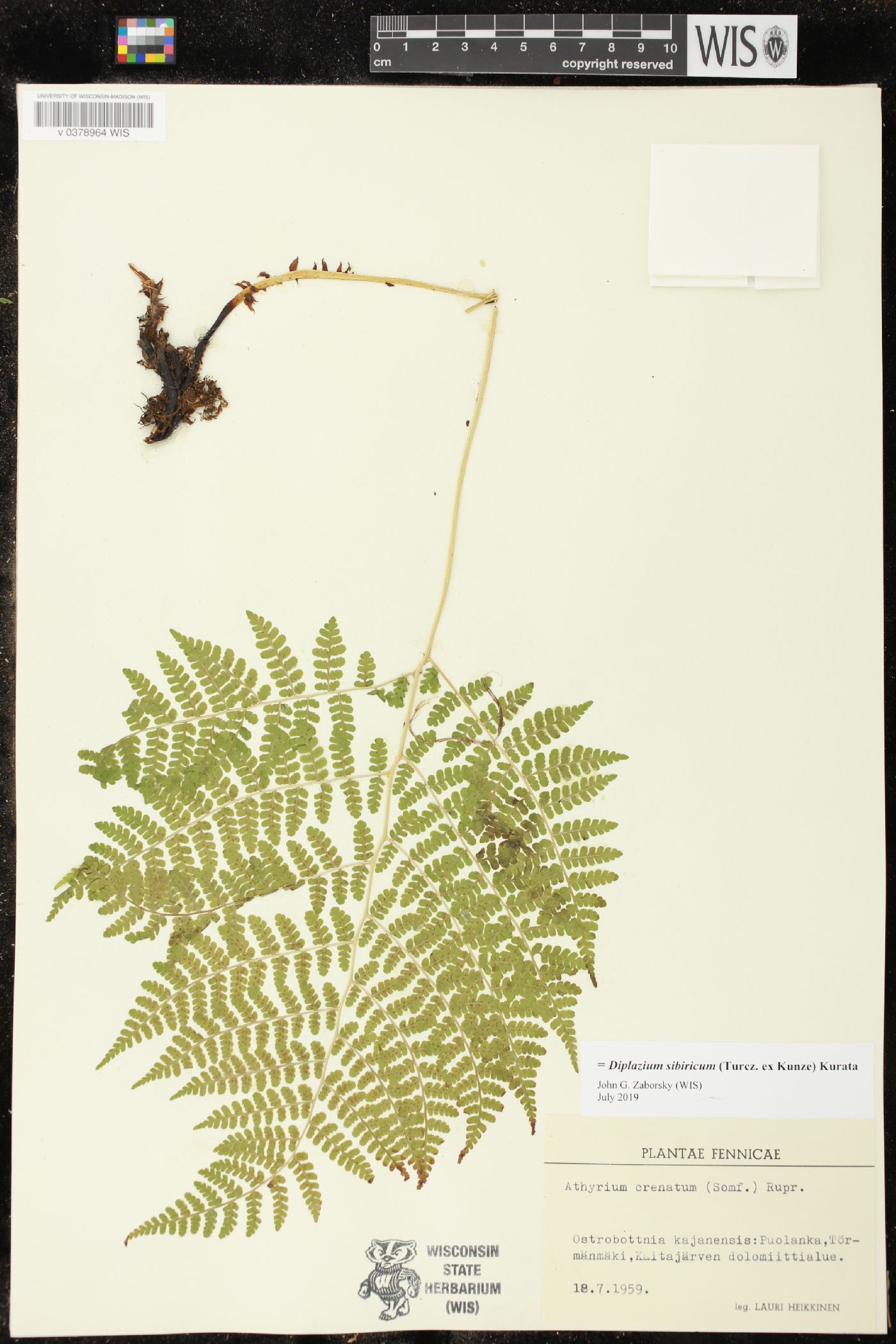 Diplazium sibiricum image