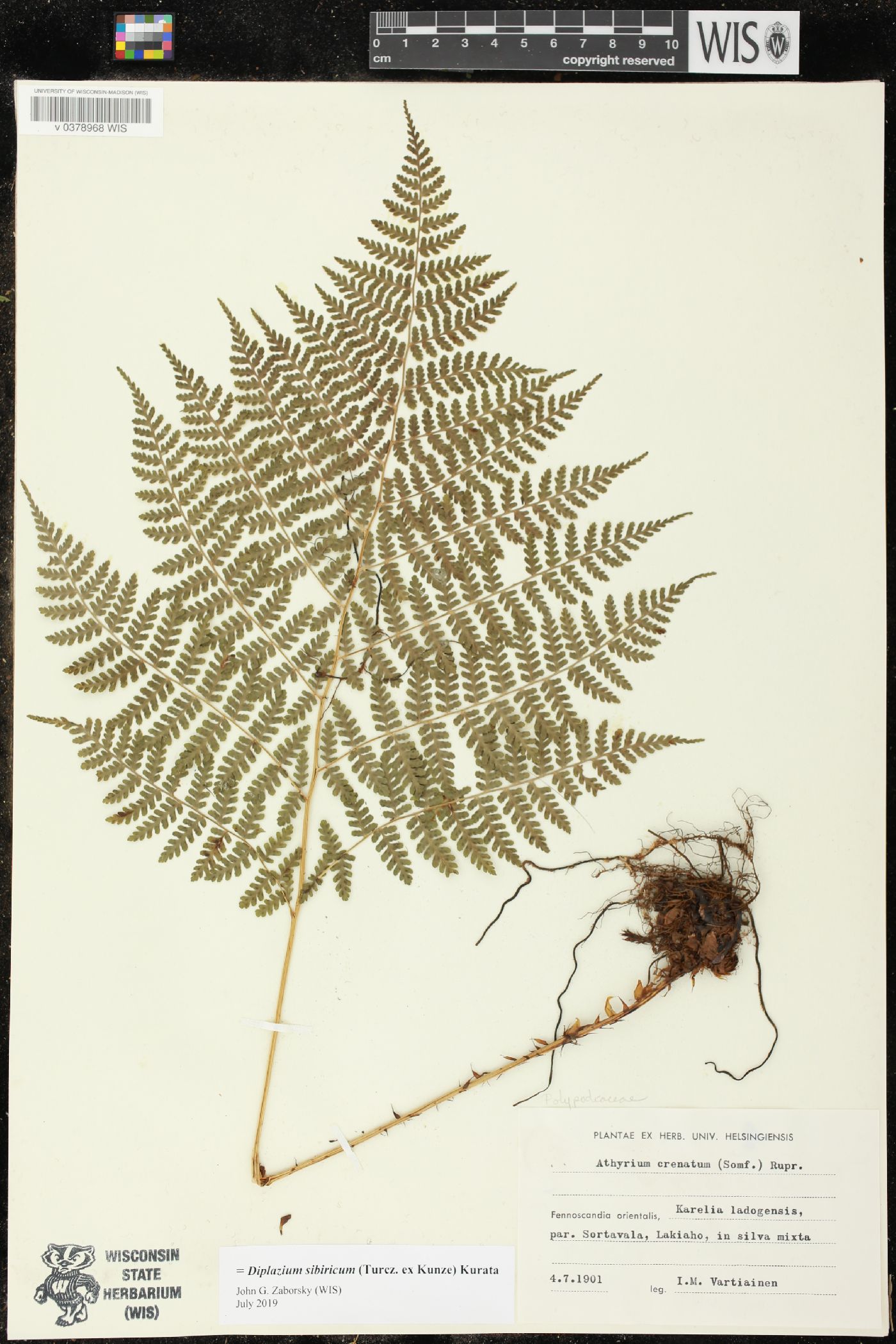 Diplazium sibiricum image