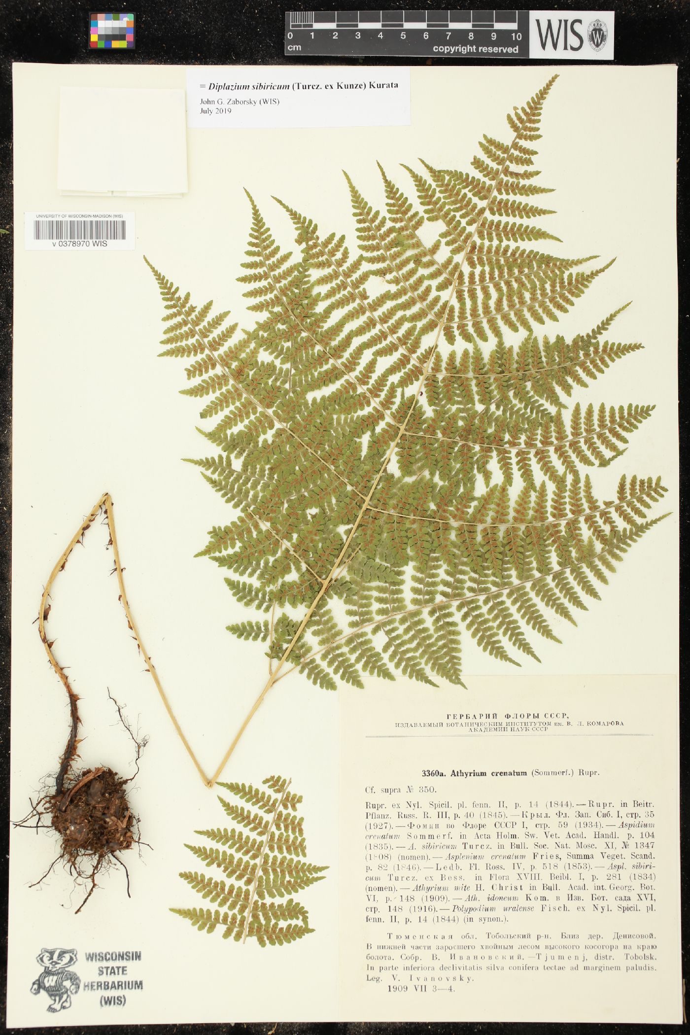 Diplazium sibiricum image