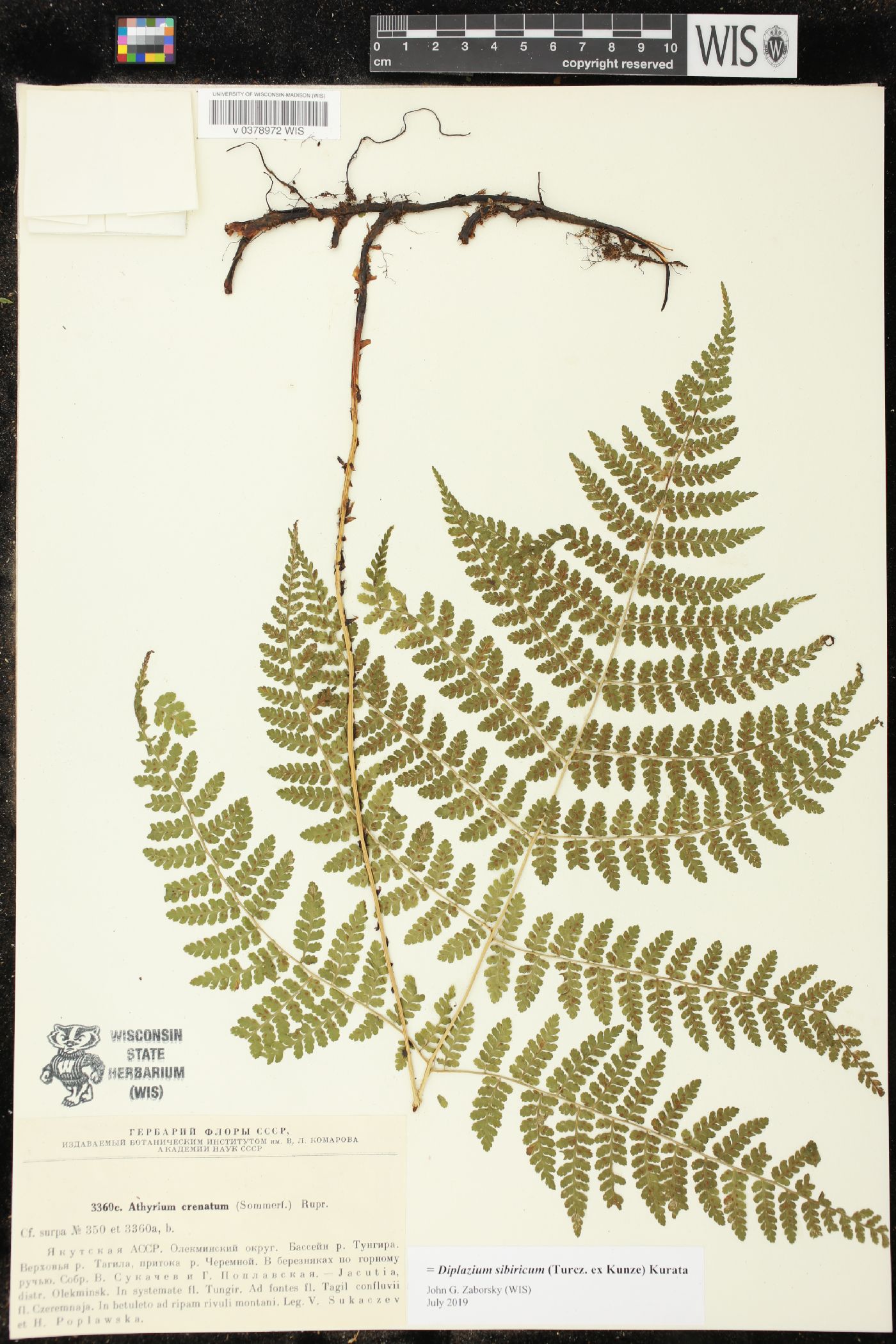Diplazium sibiricum image