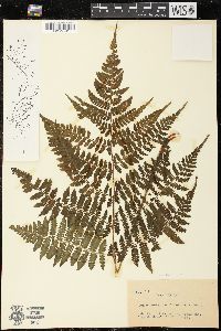 Media resource of Cornopteris crenulatoserrulata
